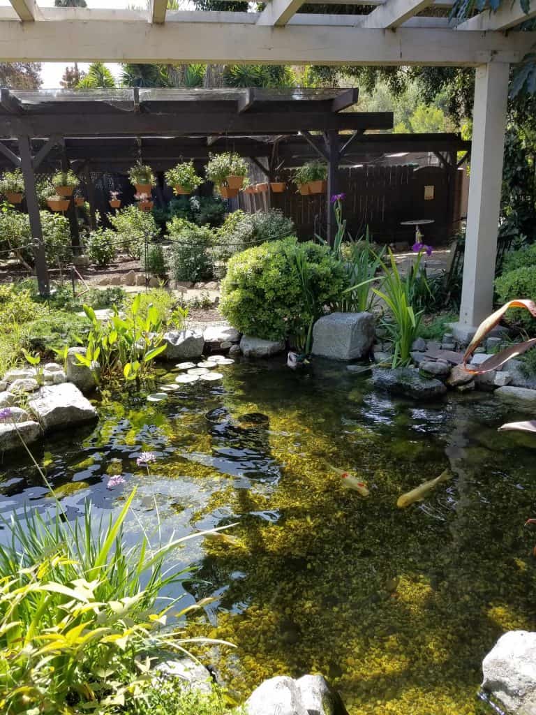 Botanical garden pond