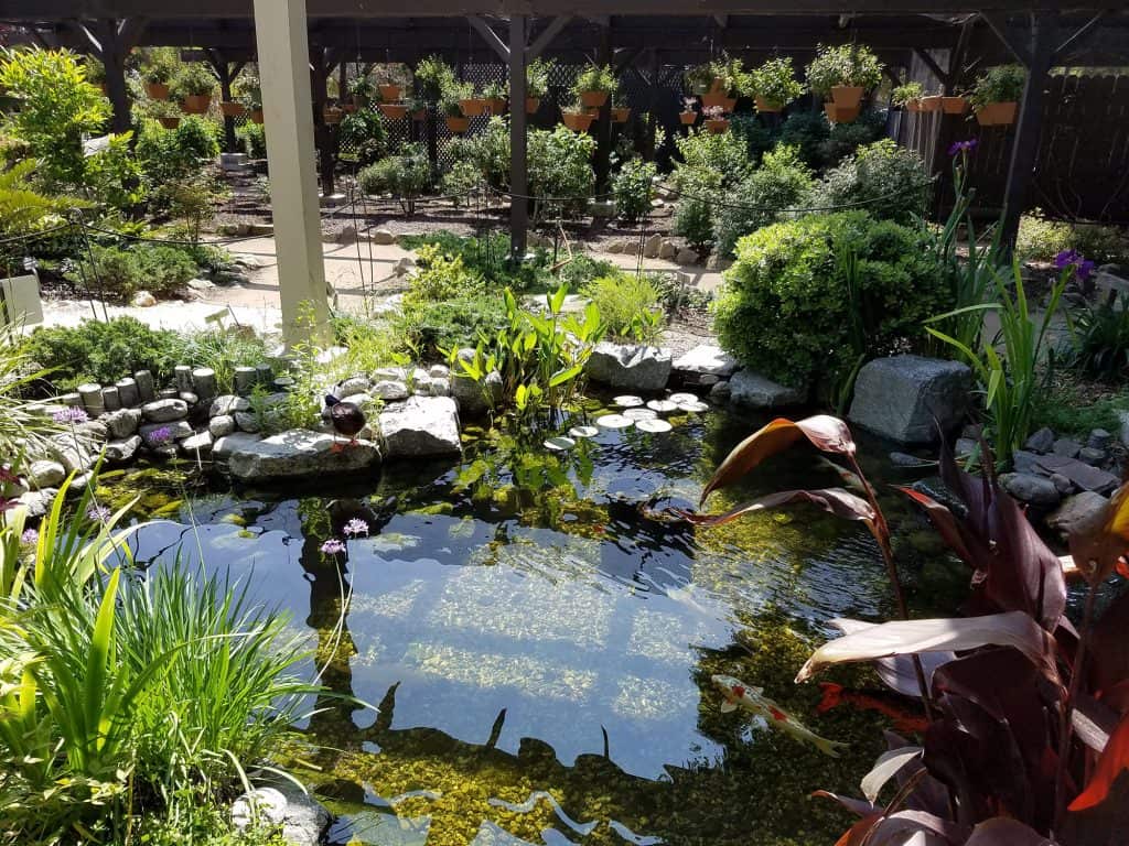 Koi Pond Maintenance Palos Verdes