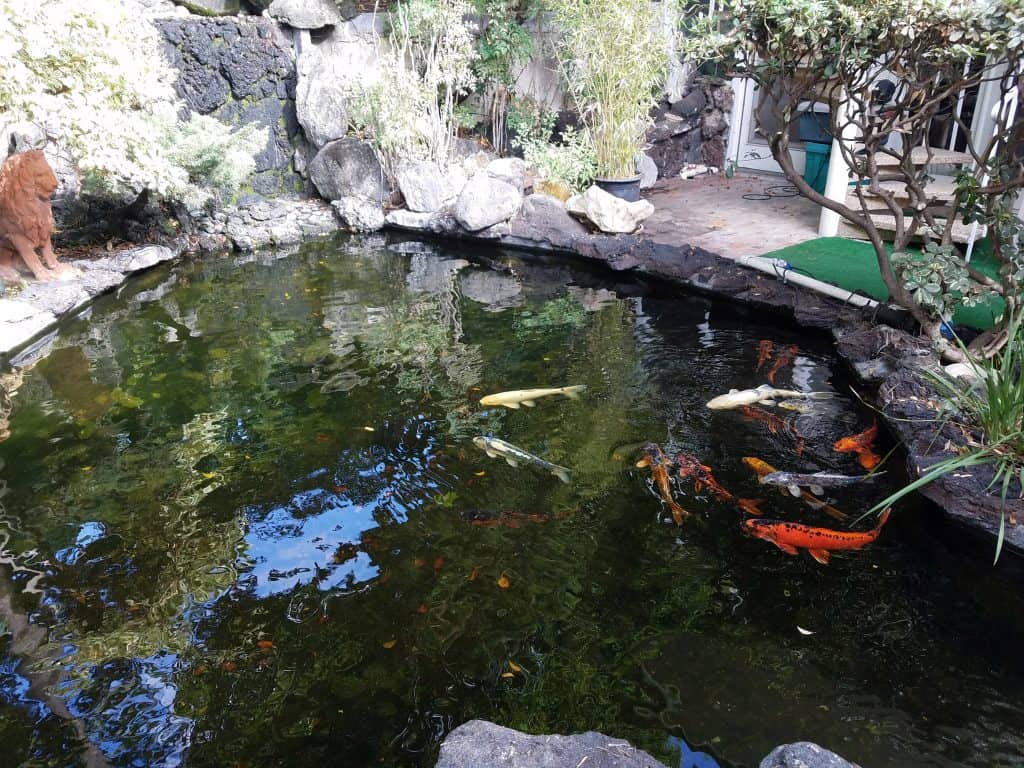 Koi Pond Maintenance Sherman Oaks