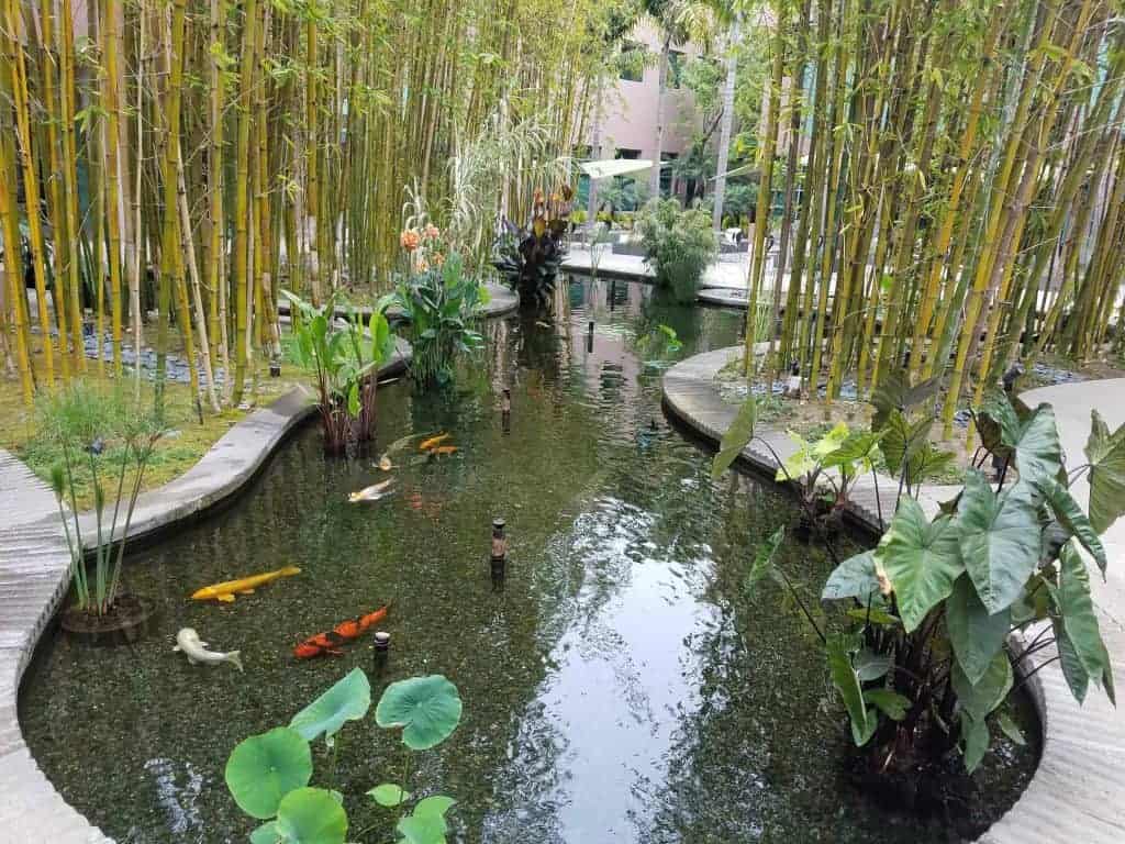 Koi swimming in their pond surrounded by tall bamboo