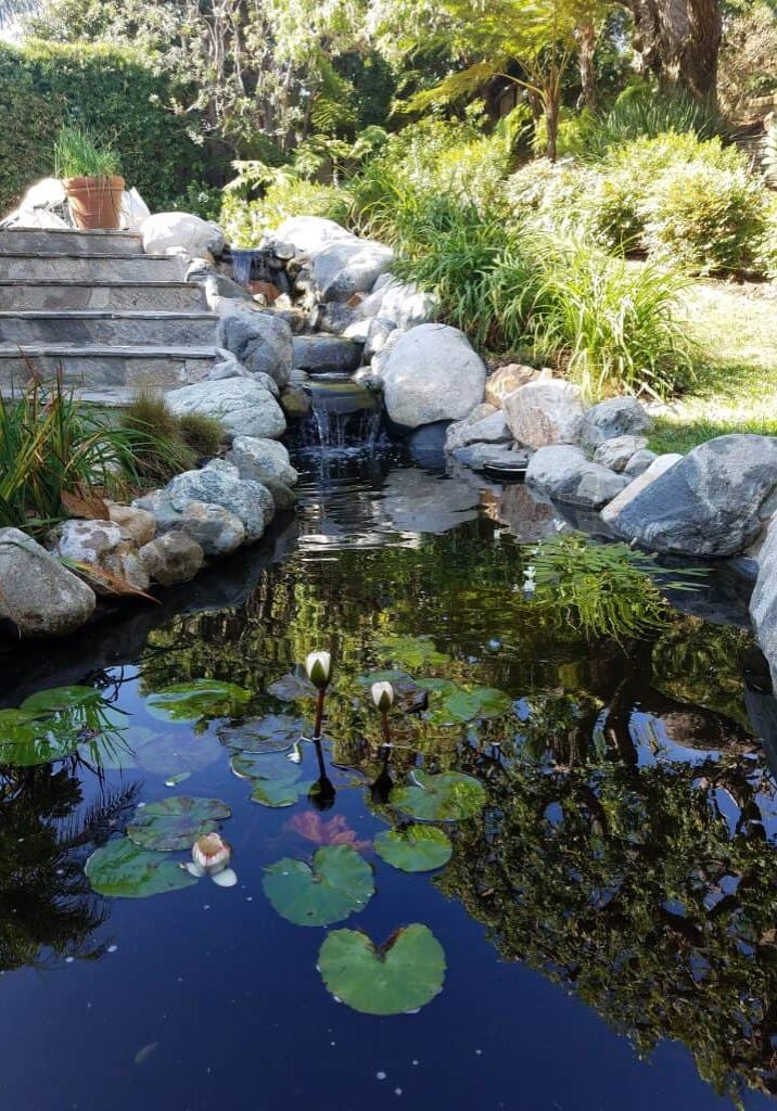 Pond remodel with water lilies, streambed and waterfall